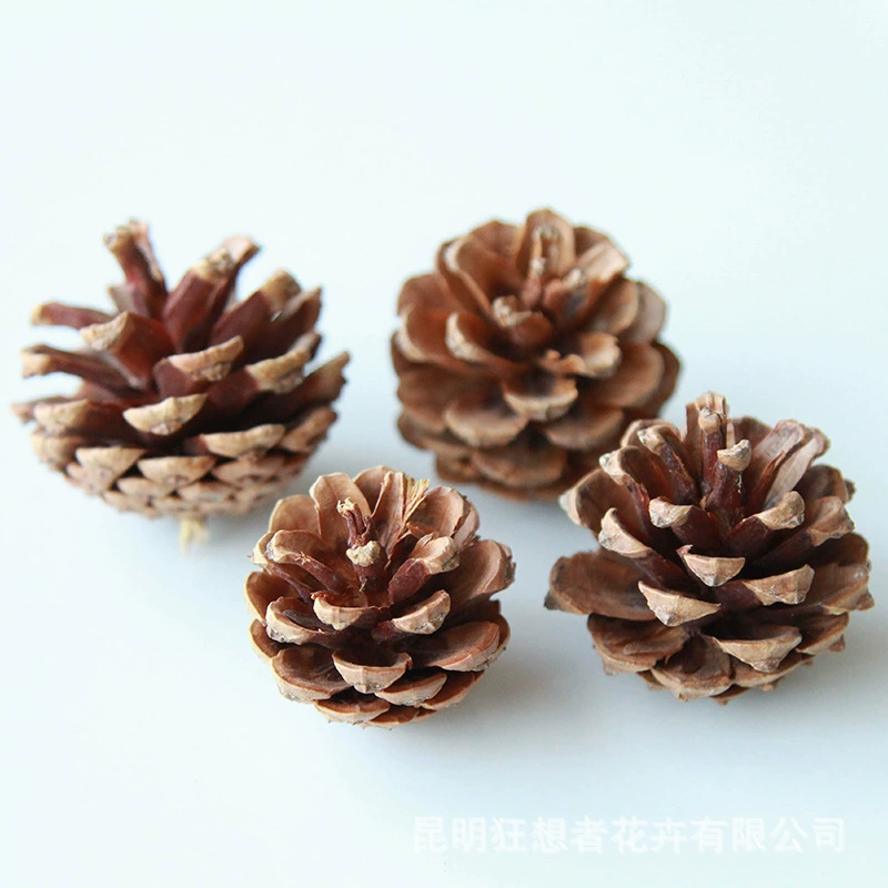 Dry Flower DIY Materials [Dry Fruit] Madman Sommelier Candle Plant Simagon Handmade Class Dry Flower Dry Branches Material