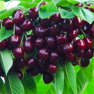 �޽�ɳ���������ش����tɫ���Ҙ�������ͥԺ�Nֲ����Y��������