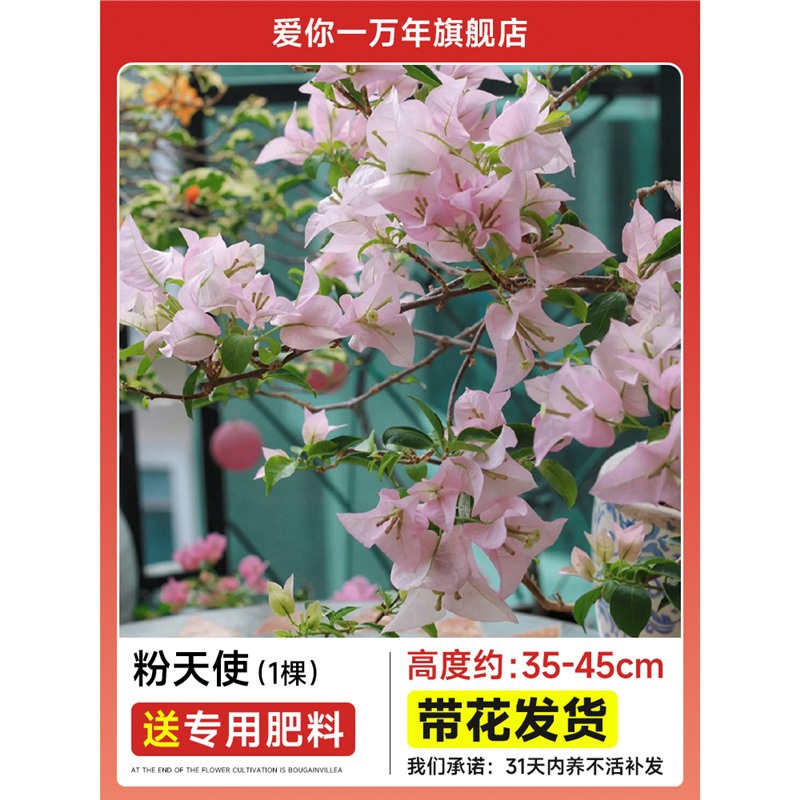 부겐빌레아 : 핑크엔젤 모종 [꽃과 함께 배송] + 비료