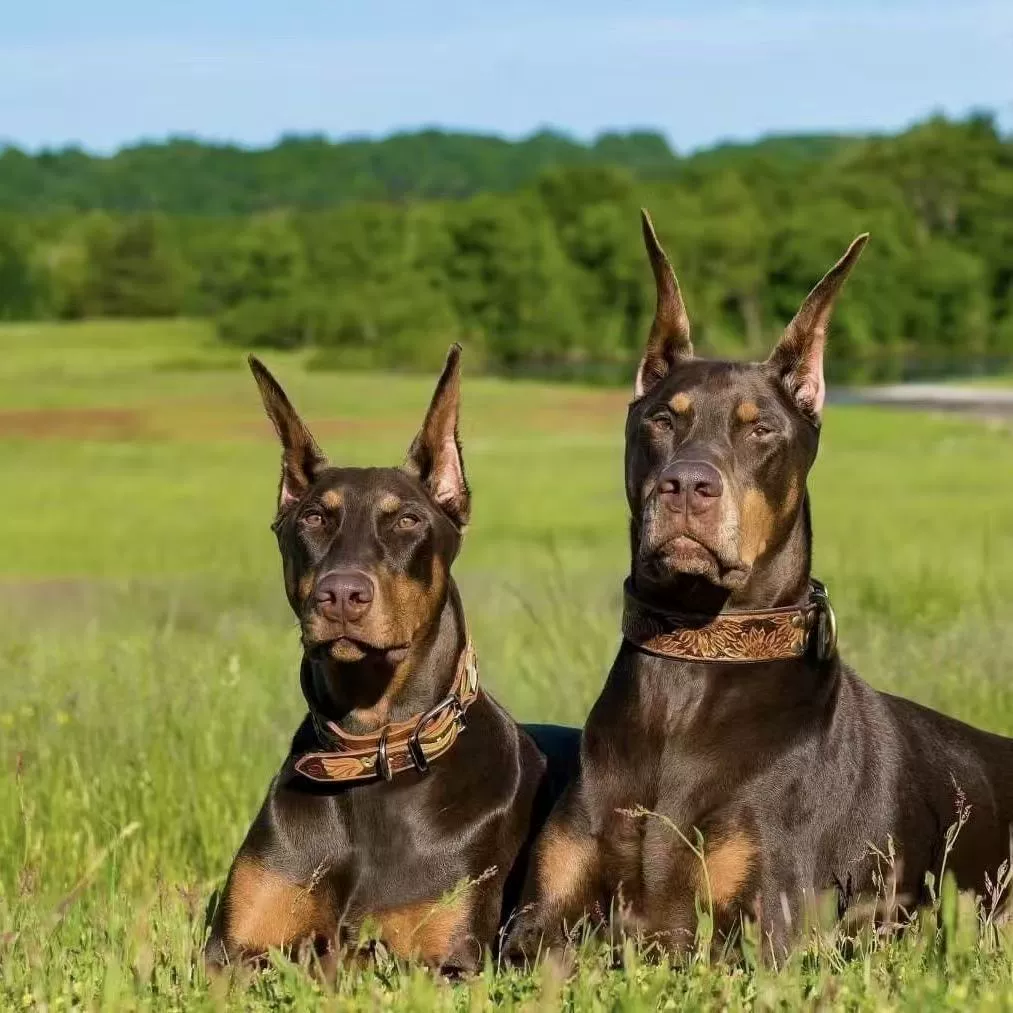 Оптовая продажа индивидуальных двустворчатых немецких доберманов, взрывобезопасных собак, крупных охранников, домашних питомцев