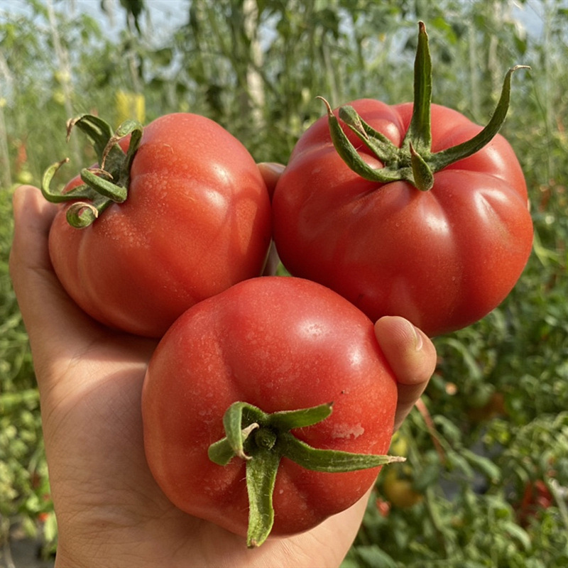 山东普罗旺斯沙瓤西红柿4.5-5斤 新鲜现采大番茄洋柿子