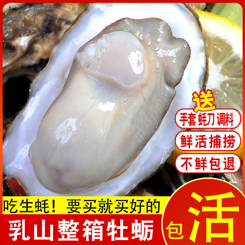 生蚝批发乳山鲜活5斤新鲜活牡蛎特大贝壳海鲜水产海蛎子肥美批发