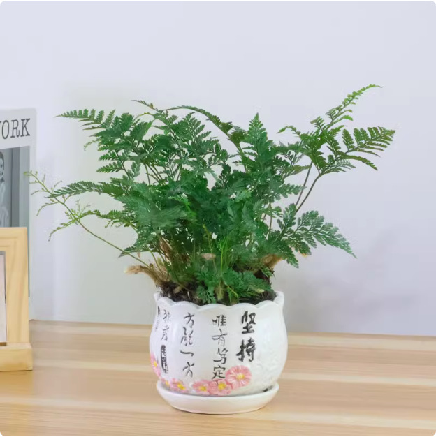 Salón de estar, escritorio de estudio, plantas verdes, resistencia al frío, resistencia a la sombra, fácil mantenimiento de hoja perenne.