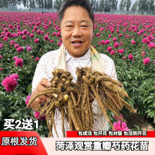 菏泽芍药花苗观赏重瓣根块带芽种根庭院地栽耐寒耐旱植物裸根大苗
