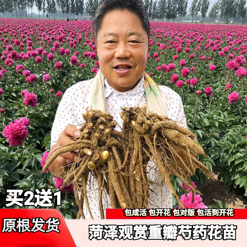 菏泽芍药花苗观赏重瓣根块带芽种根庭院地栽耐寒耐旱植物裸根大苗