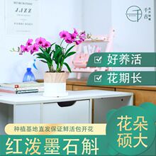 红泼墨石斛兰花苗 桌面盆栽好养室内外花卉绿植多花发货