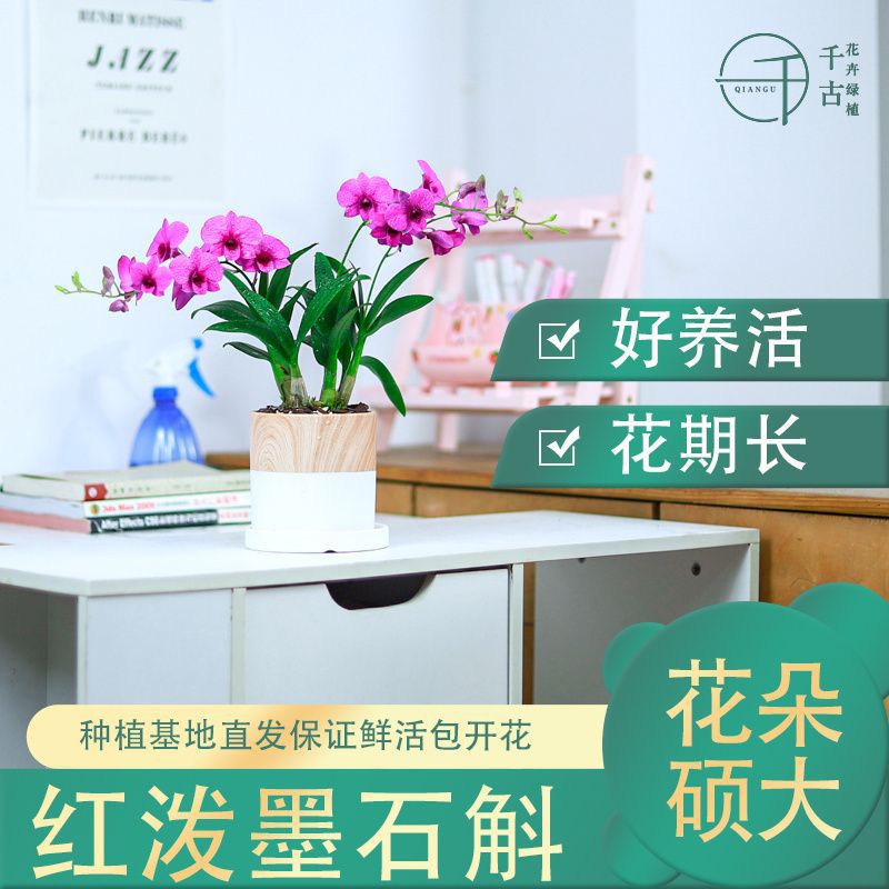 红泼墨石斛兰花苗 桌面盆栽好养室内外花卉绿植多花发货