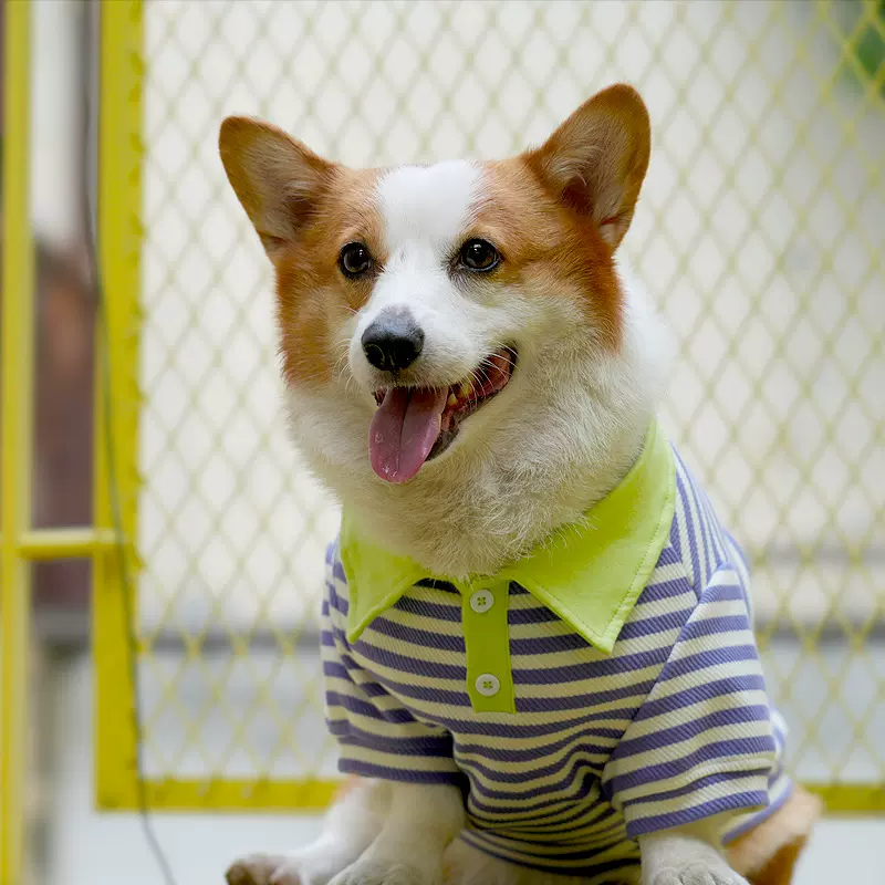 2023新款春秋冬柯基柴犬边牧中型犬小狗条纹卫衣泰迪POLO衫衣服