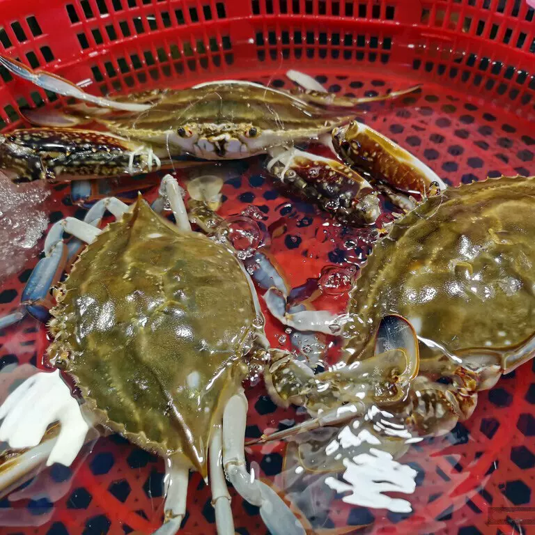 梭子蟹鲜活冷冻海螃蟹大母梭子蟹海蟹飞蟹海鲜批发