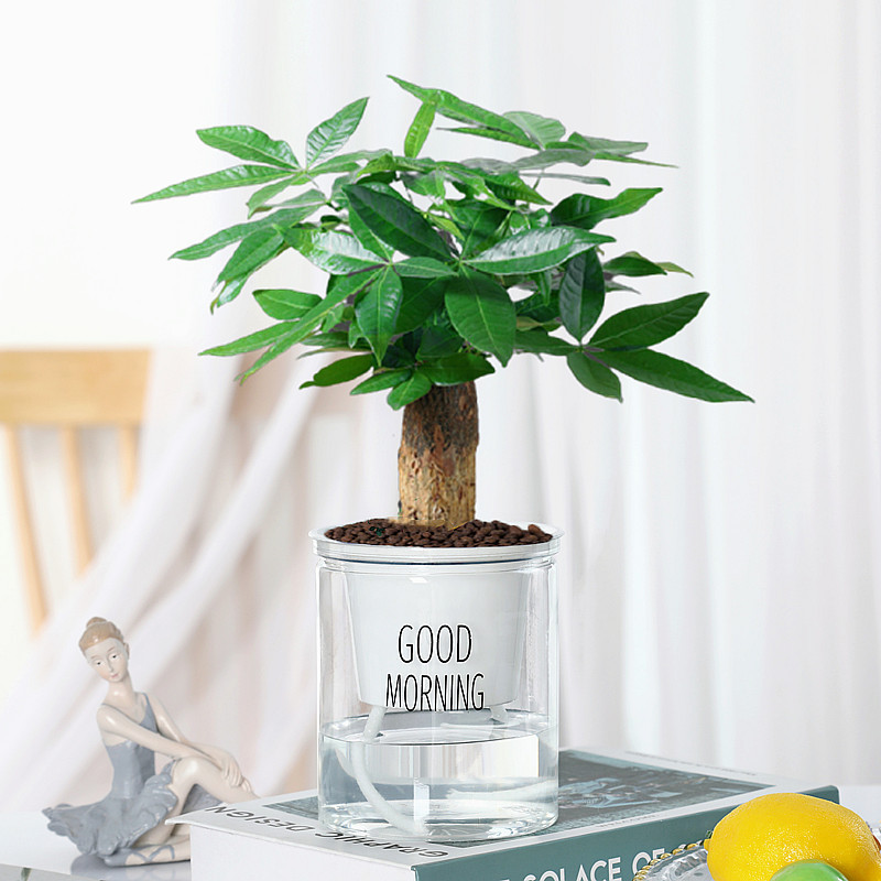 단극 머니트리(굿모닝 냄비) + 영양액