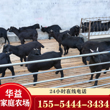 努比亞黑山羊羊苗價格 黑山羊養殖場 黑山羊種山羊活體出售