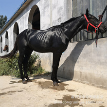 活体骑乘马多少一匹真马蒙古马矮马纯血马改良骑乘马骑马