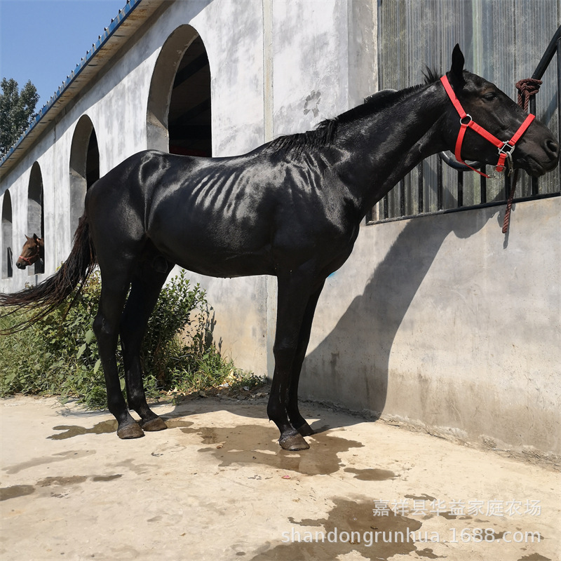 活体骑乘马多少一匹真马蒙古马矮马纯血马改良骑乘马骑马