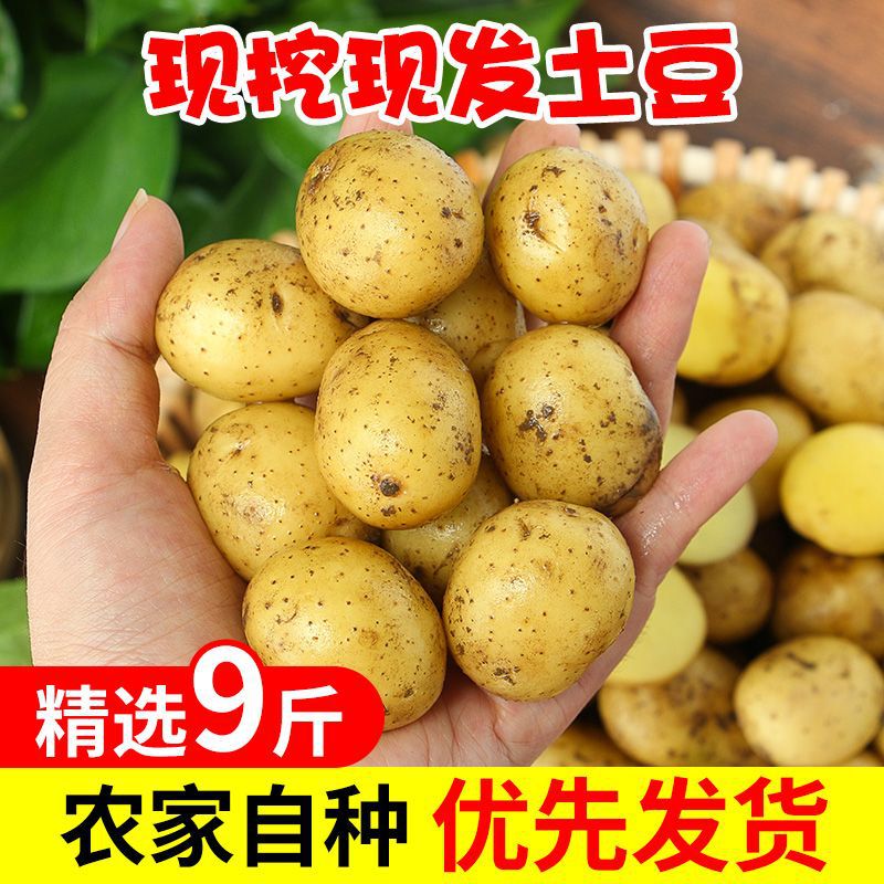 Fresh Vegetables from Hubei: Enshi Small Potatoes, Yellow-Skinned and Yellow-Fleshed Potatoes, Farm-Grown Potatoes, Thin-Skinned Small Fresh Potatoes