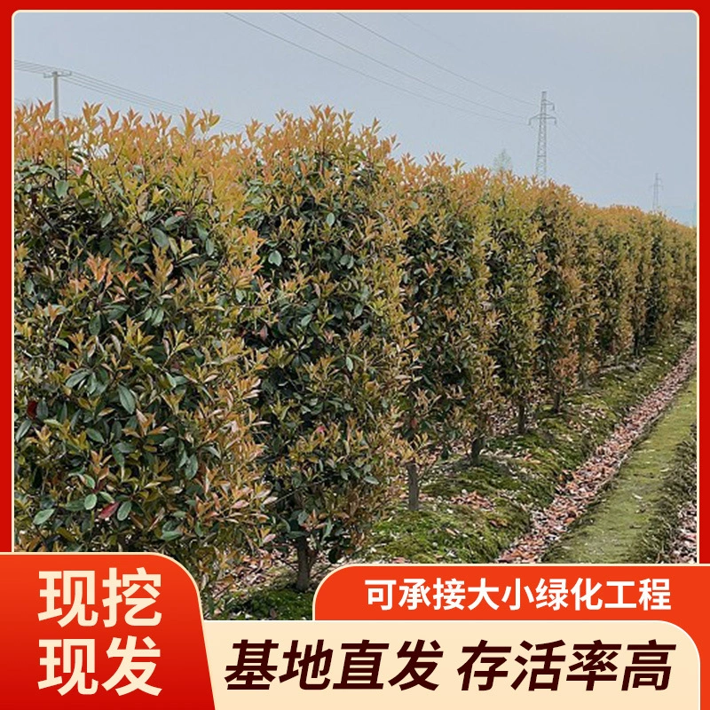 В наличии красные листья каменная колонна живая изгородь дворовая стена всесезонная вечнозеленая изгородь характеристики оптом от базы в больших количествах.