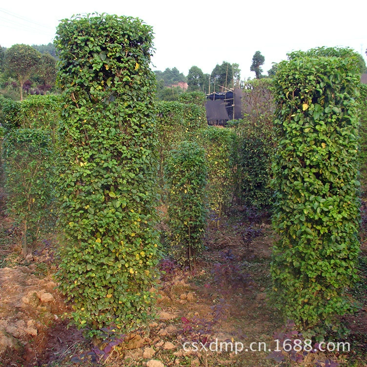 Оптовые поставки мелколистного лигуструма, шарообразной липкой сирени, саженцев водного воска в форме Хунань для ландшафтных проектов