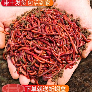 ��~�����D��̖�t�����1����w���b�t�x�~�D��ុ��D��ɢ�b