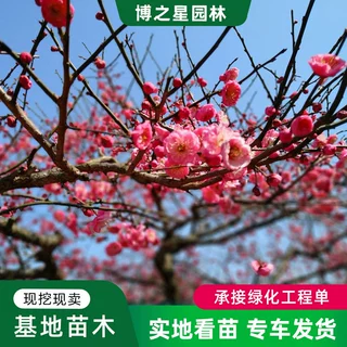 红梅树苗基地批发小区行道观赏花卉绿植园林工程绿化苗木盆栽梅花