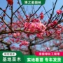 红梅工程园林基地树苗