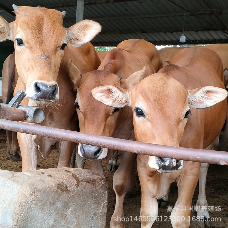 育肥改良肉牛犊 鲁西黄牛牛犊 小母牛犊养殖场 品种全