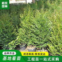 ���ؼt��ɼ�����l �ļ��G��������ľ���G��ľ�ϱ����Nֲ�t��ɼ��