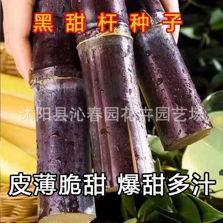 Sweet sugar cane 100 capsules