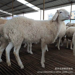 自养自销 小尾寒羊种羊 头胎怀孕母羊 种公羊 大体型绵羊羊羔