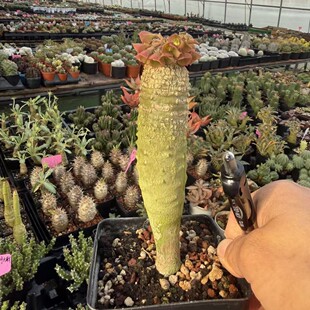 ������ꪴ�ꪌ�Euphorbia ankarensis�����K���Gֲ����