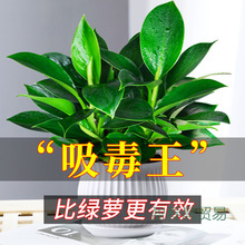 ��ȩ���Gֲ�j�G�}���ܶ����ȥ������Ժ��B�҃�ˮ��ֲ��͏d�·�