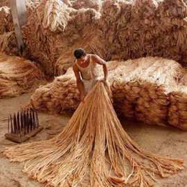 孟加拉国黄麻 长麻 麻丝 麻捆 麻纤维 短麻 麻段