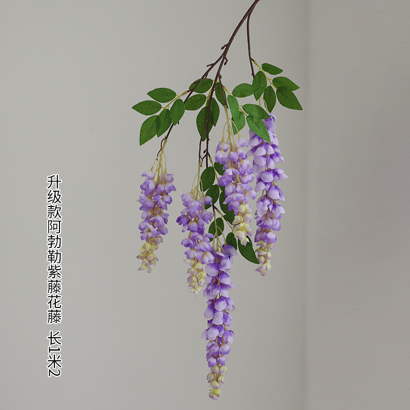 다섯 갈래 아버레 등나무 꽃 보라색