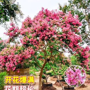 ��ޱ������ޱ���������Ե��Լt���t�����ޱ��ͥԺ���ܾG��������