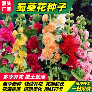 蜀葵种子景区农庄一丈红花种盆栽公园阳台花海花籽绒葵花卉种籽