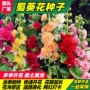 公园农庄景区盆栽花籽