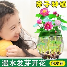 鱼缸水草种子水培真草养鱼浮萍睡莲碗莲种籽装饰造景植物净水种植