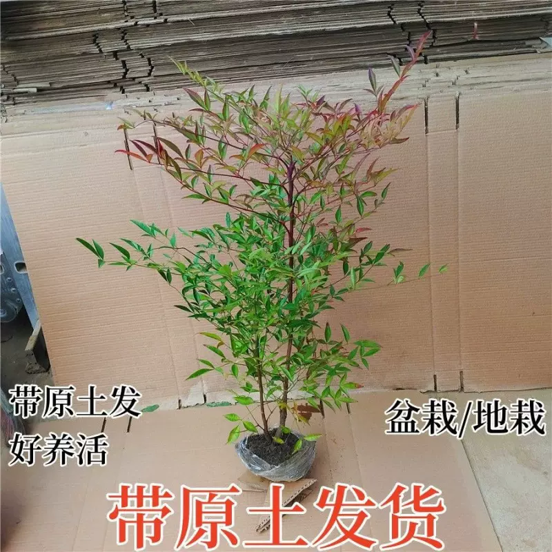 红天竺南天竹火焰红叶庭院树苗盆栽耐寒耐旱客厅摆放观叶室内盆景