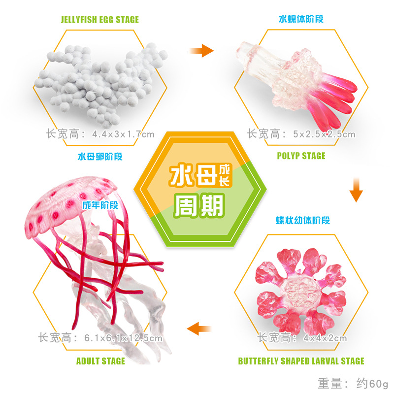 Modelo animal de simulación al por mayor de pollo pato ganso mariposa tortuga Rana ciclo de crecimiento Montessori material didáctico adornos hechos a mano