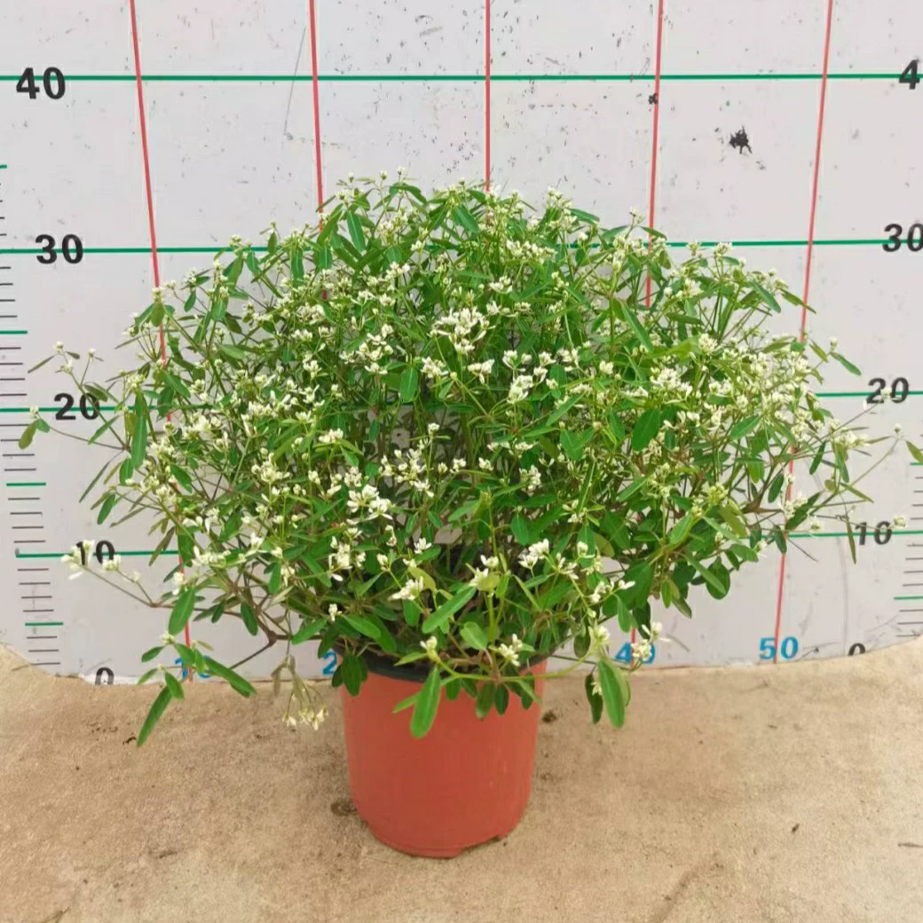 2209 база оптовая поставка снега