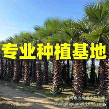 江苏华盛顿棕榈图片 上海老人葵报价 浙江老人葵批发湖北华棕价格