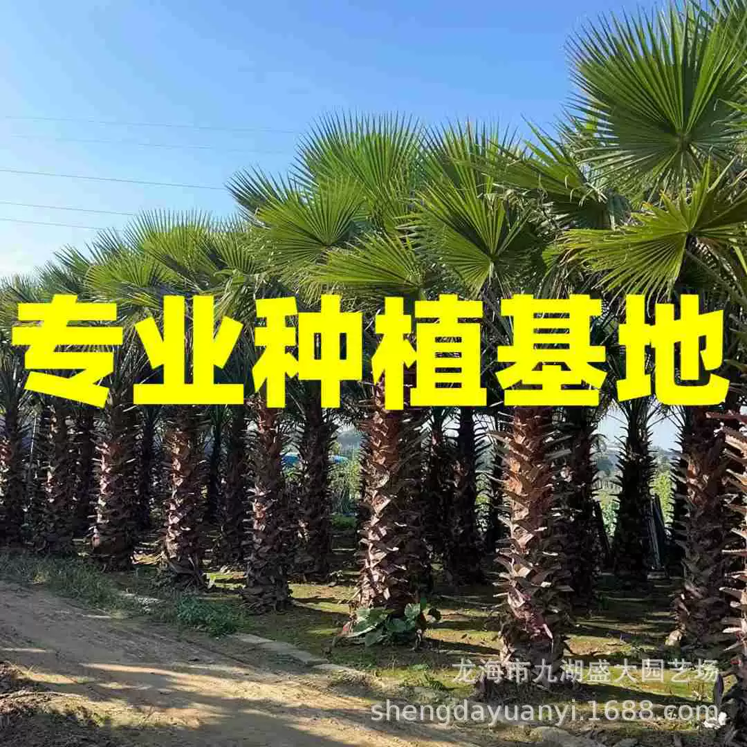 Картинки с пальмами из Цзянсу, вдохновленные Вашингтоном, цитаты о старых подсолнухах из Шанхая, оптовые цены на старые подсолнухи из Чжэцзяна, цены из Хуэйцзюнь, Хуазоу.