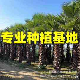 江苏华盛顿棕榈图片 上海老人葵报价 浙江老人葵批发湖北华棕价格