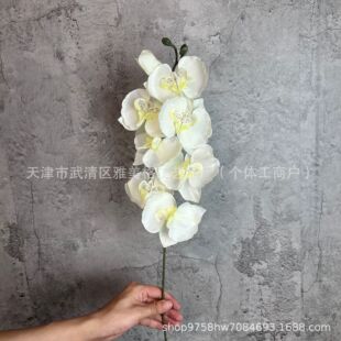 ��֦8�^����ɫϵ�����m�ٻ����滨�Ƶ��c���üҾ��b����Q�羳