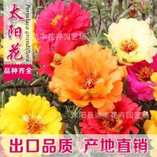 太阳花种子批发半支莲松叶牡丹龙须牡丹洋马齿苋午时花包开花