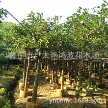 广东揭阳中山福建漳州绿化庭院本地刺桐鸡冠刺桐工程树苗景观树苗