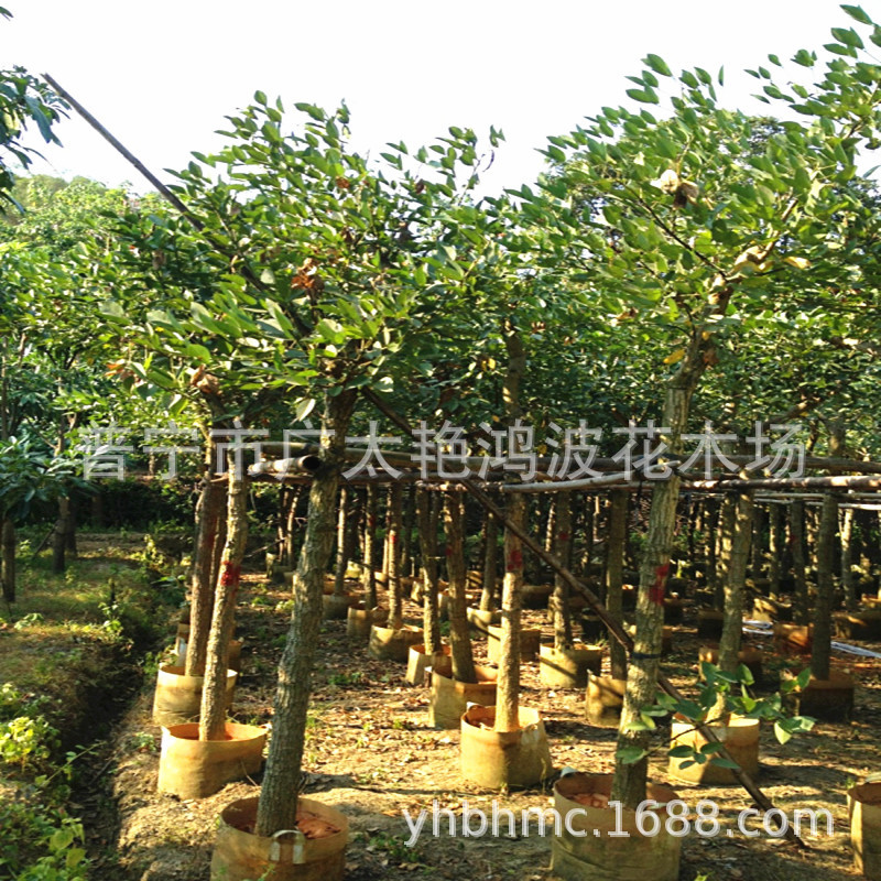 广东揭阳中山福建漳州绿化庭院本地刺桐鸡冠刺桐工程树苗景观树苗