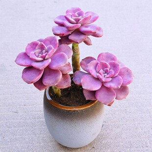 Zile Xiaolaozhuang Succulent Plant Combination Succulent Package Gorgeous Windmill Green Plant Potted Office Pink Florals