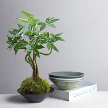 �羳�����������̦�\��������������ѩ��ˮ�P�҃�����Gֲ�մ�