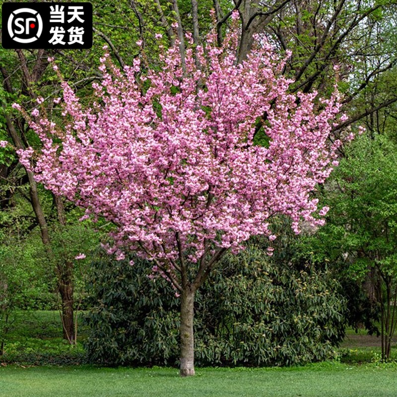 一件代发樱花树苗庭院种植盆栽桂花阳台耐寒花卉绿植高杆日本重瓣