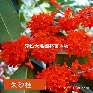 ͥԺ�Gֲ���ܘ��緼���^��ֲ����¹����ļ��𻨘�����ɰ�����