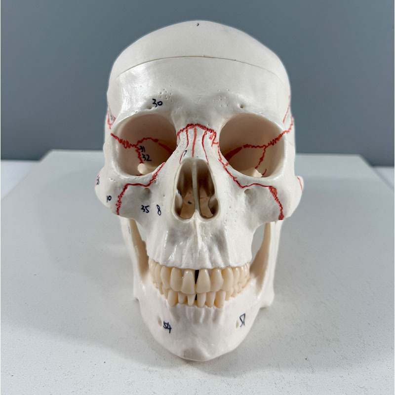 Realistic detachable digital white skull